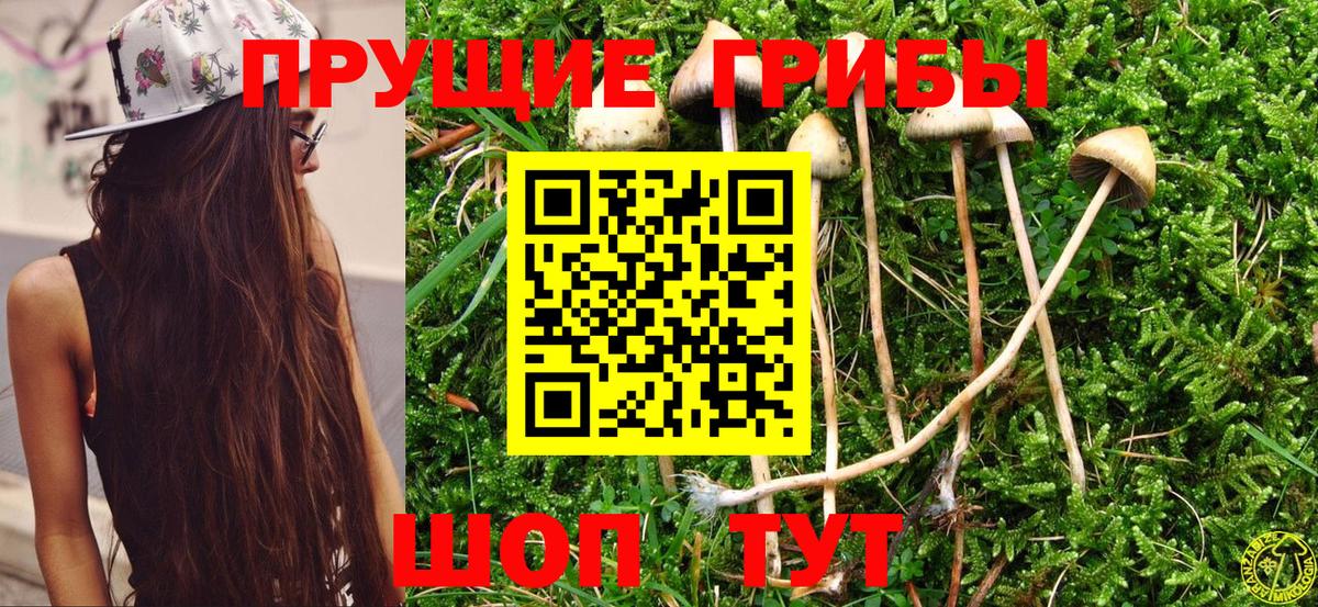 Галлюциногенные грибы Psilocybe  Галлюциногенные грибы Psilocybine cubensis  Шебекино  Вход с VPN 